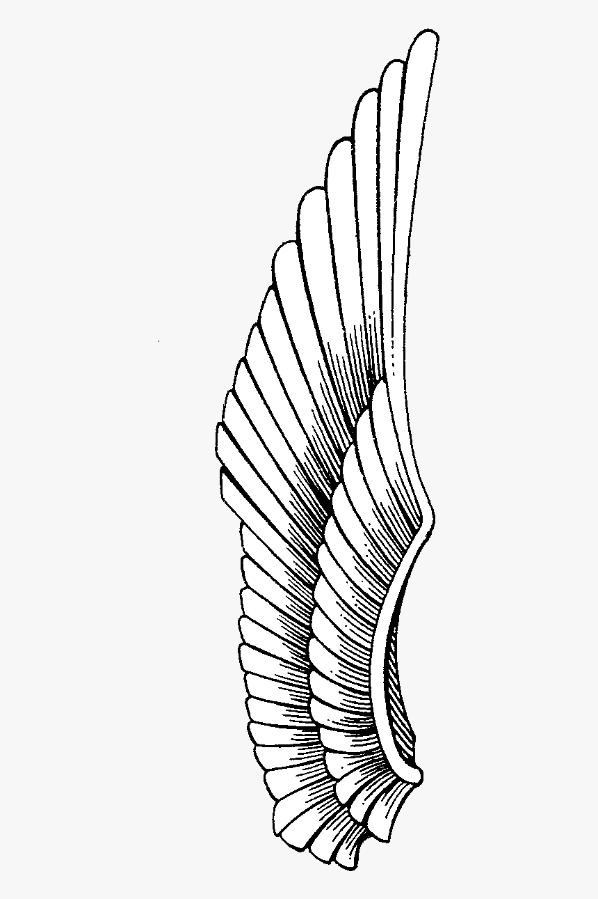 Desktop Drawing Realistic - Egyptian Wing Drawing, HD Png Download, Free Download