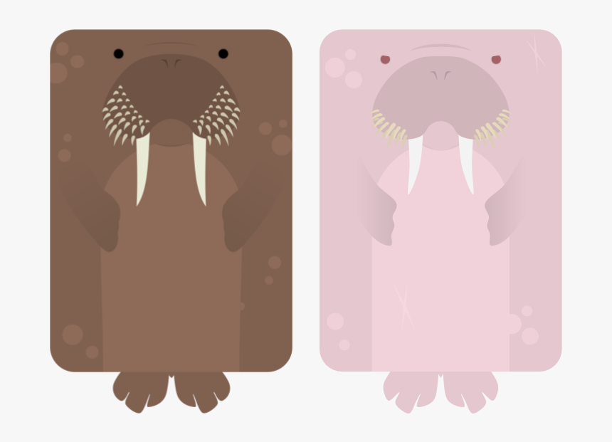 Albino Walrus, HD Png Download, Free Download