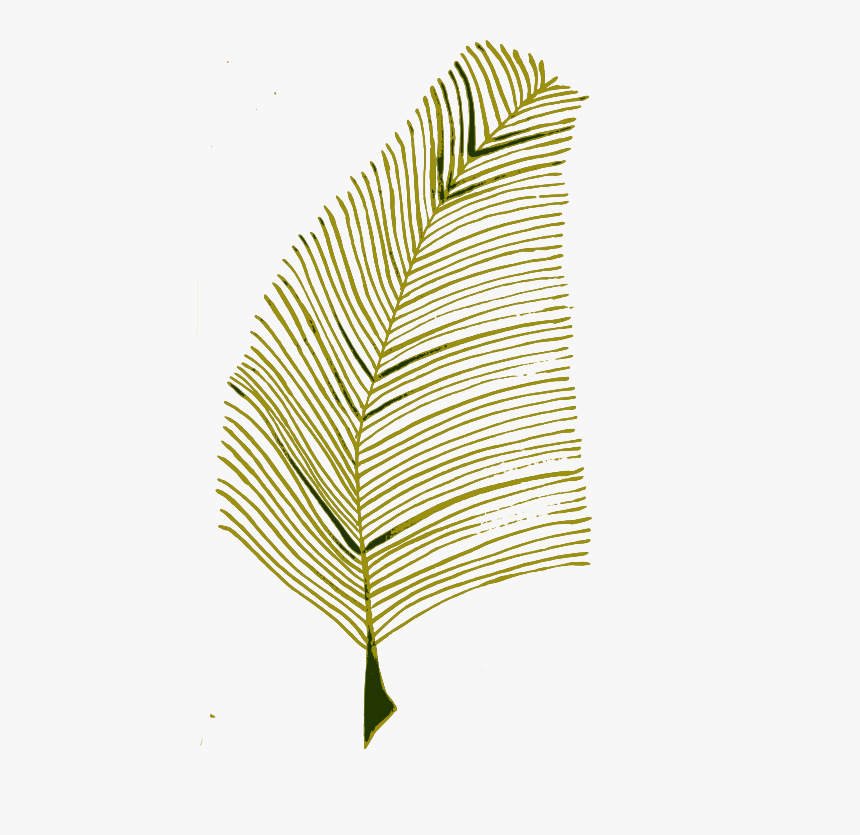 Png Plant Illustration, Transparent Png, Free Download