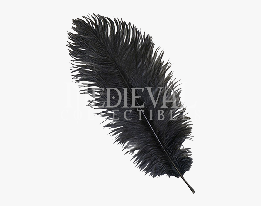 Black Ostrich Feather Png, Transparent Png, Free Download