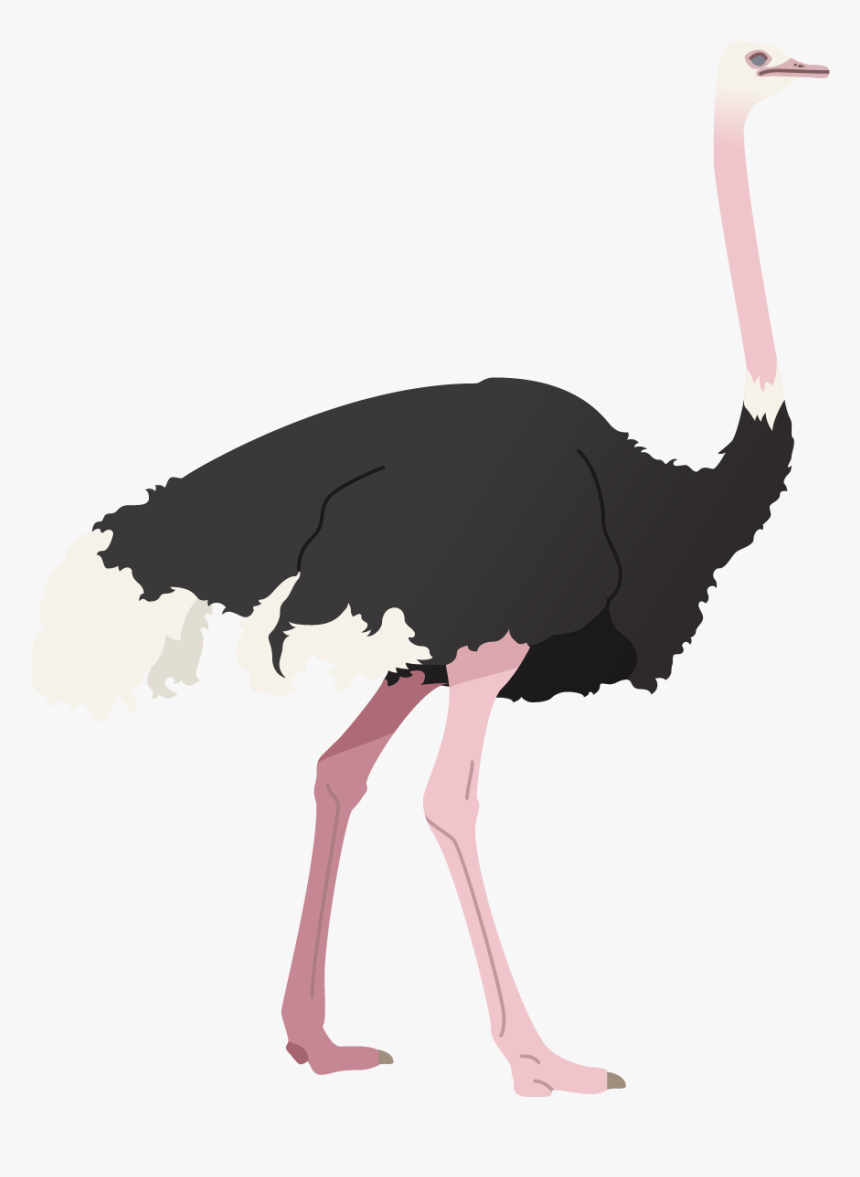 Ostrich, HD Png Download, Free Download