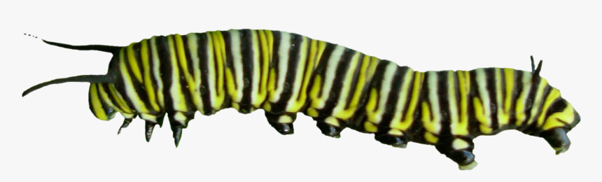 Caterpillar Png Photos - Butterfly Caterpillar Png, Transparent Png, Free Download