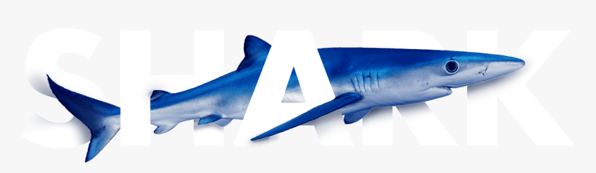 The Global Shark Movement Project - Airliner, HD Png Download, Free Download