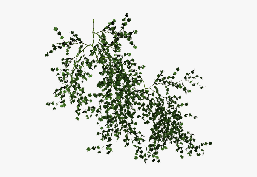 Wall Vines Png - Vine Texture Transparent Background, Png Download, Free Download