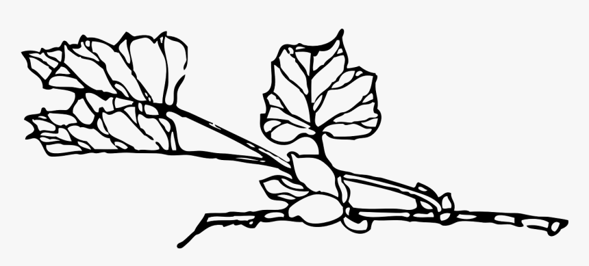 Plant Vine Leaves Free Photo - Black And White Vines Drawing, HD Png Download, Free Download