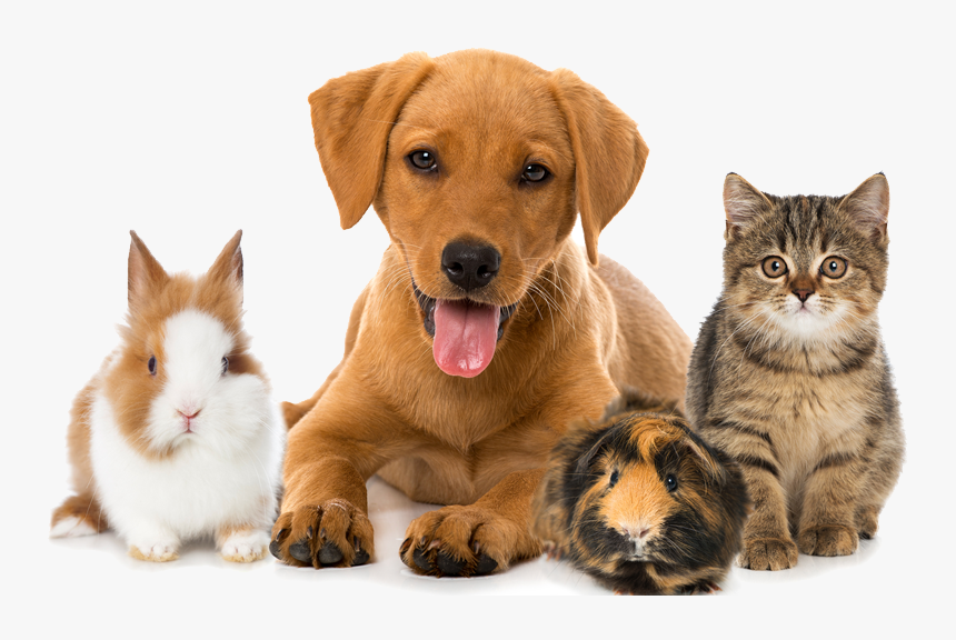 Dog cat rules. Домашние животные. Кошки и собаки. Питомцы домашние животные. Щенок и котенок.