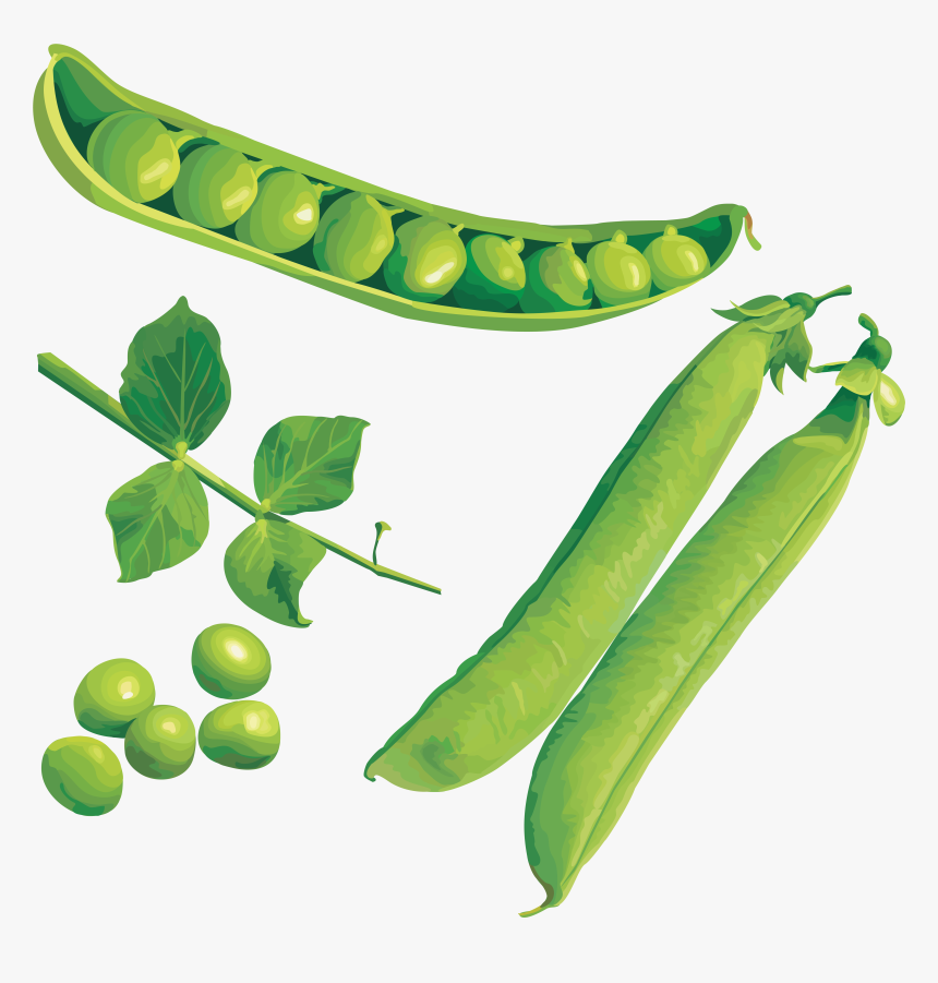 Pea, HD Png Download, Free Download