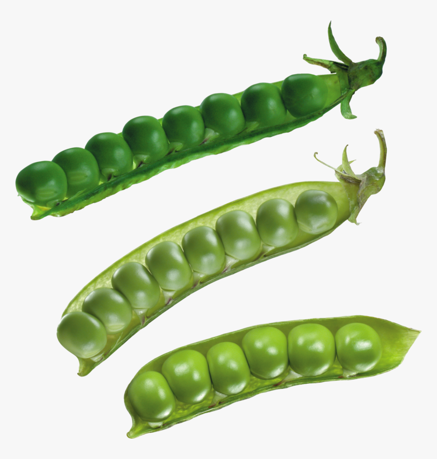 24316 - Pea, HD Png Download, Free Download