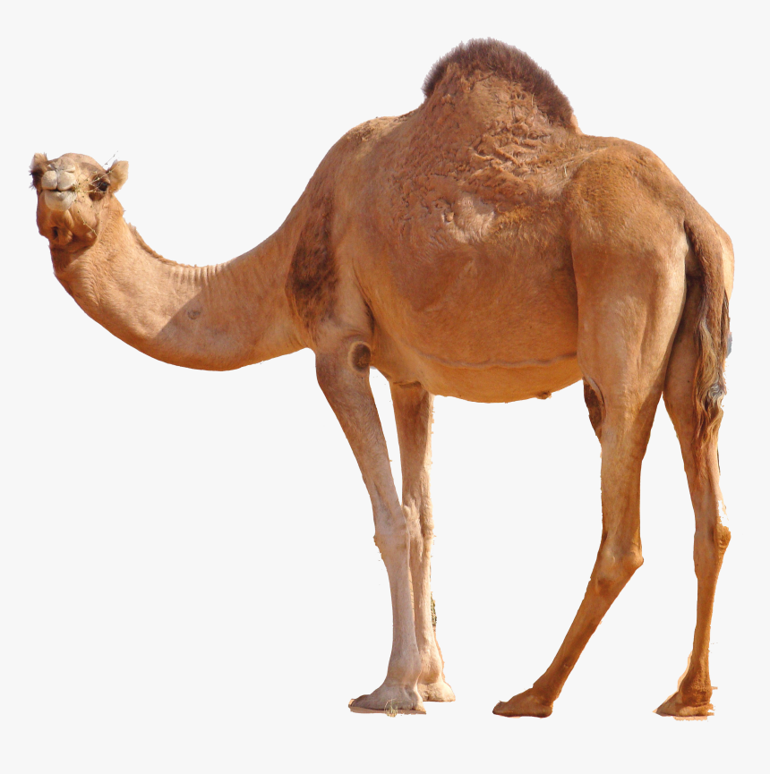 Desert Camel Standing Png Image - Camel Png, Transparent Png, Free Download