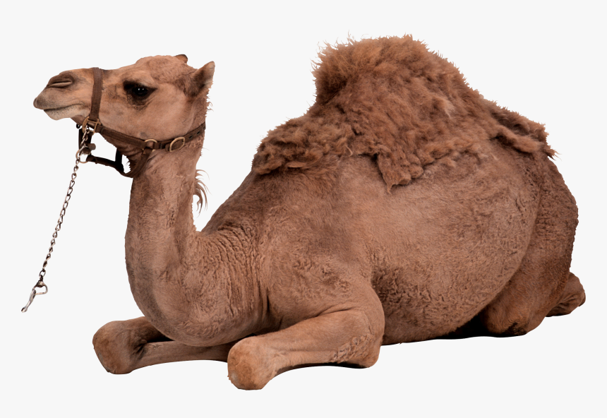 Camel Png Image - Camel Eid Png, Transparent Png, Free Download