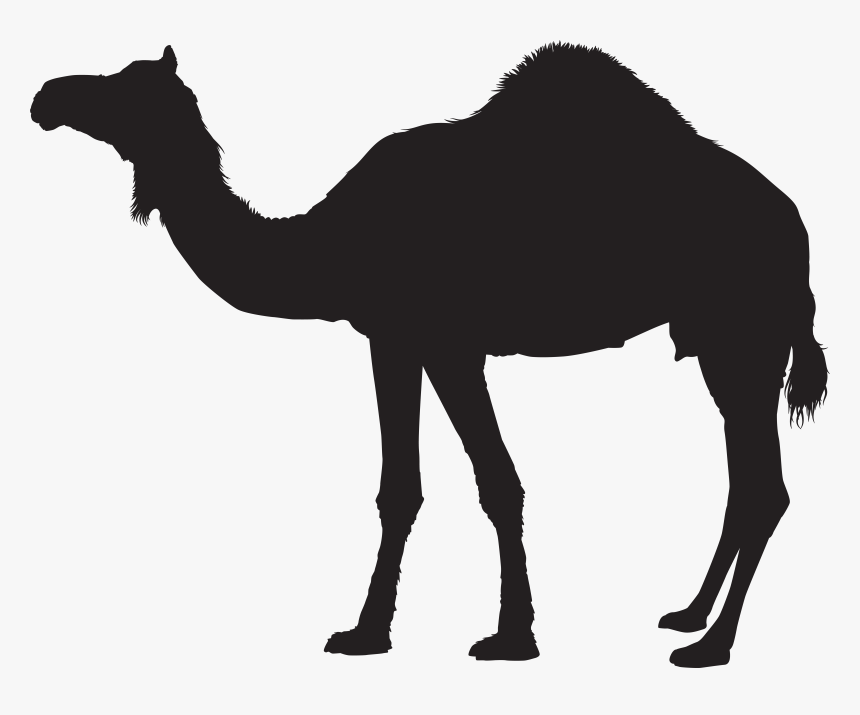 Dromedary Bactrian Camel Silhouette Clip Art, HD Png Download, Free Download