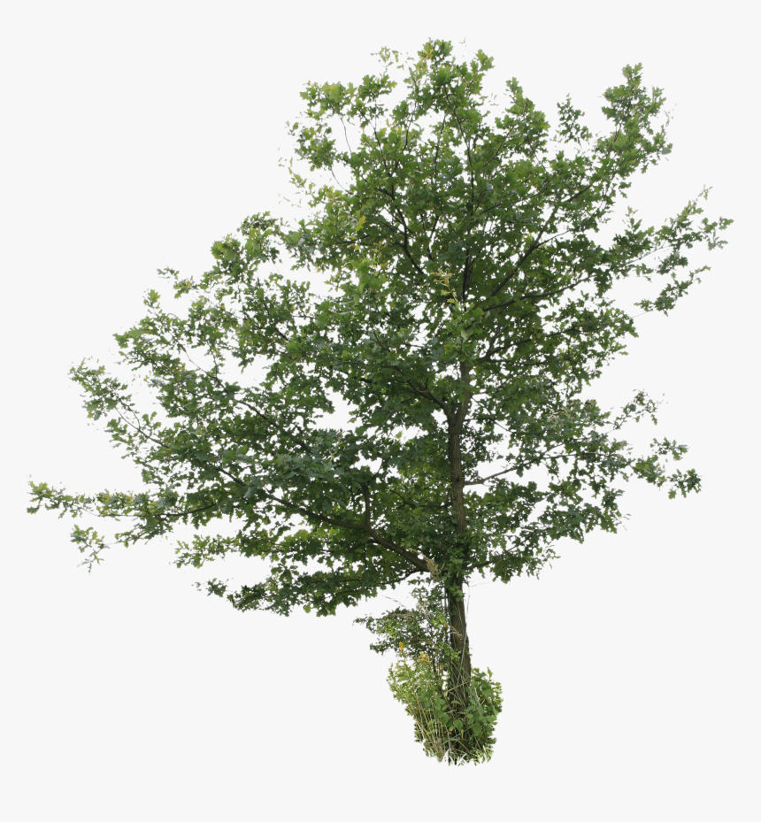 Tree Cut Out Png Free, Transparent Png - kindpng