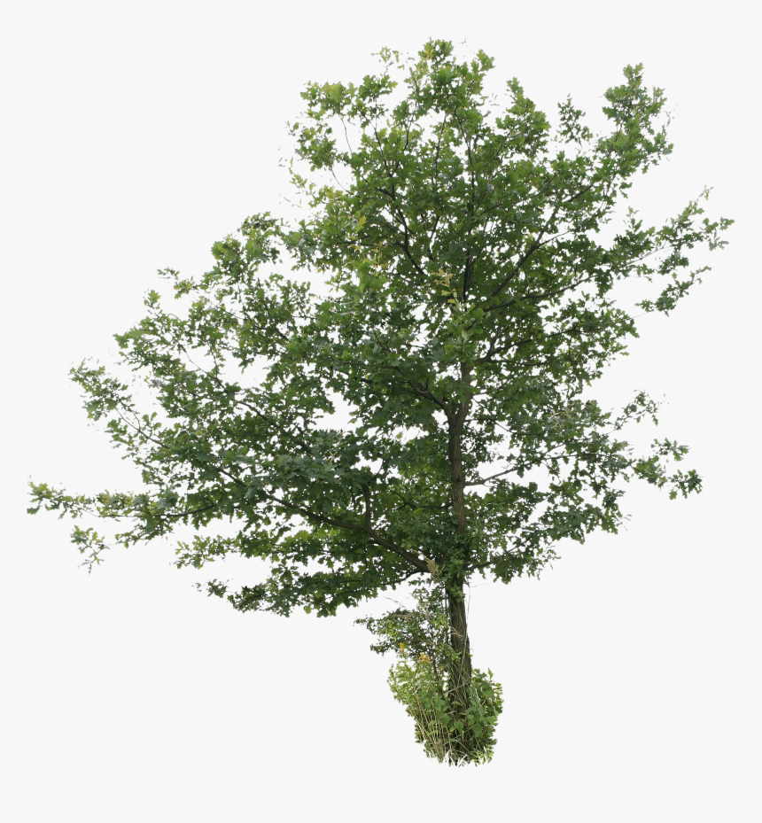 Tree Cut Out Png Free, Transparent Png, Free Download