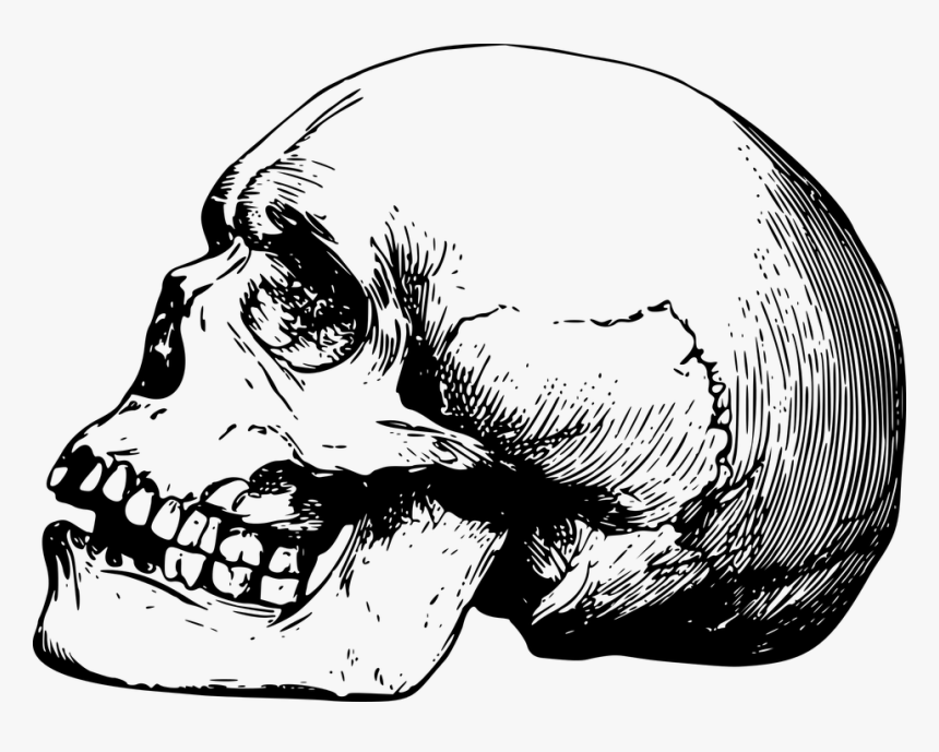 Bone, Dead, Head, Skeleton, Skull - Skull Drawing Transparent, HD Png Download, Free Download