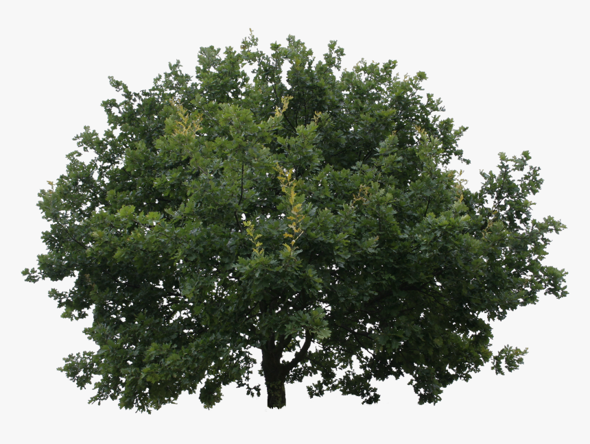 Cut Out Trees Png, Transparent Png, Free Download