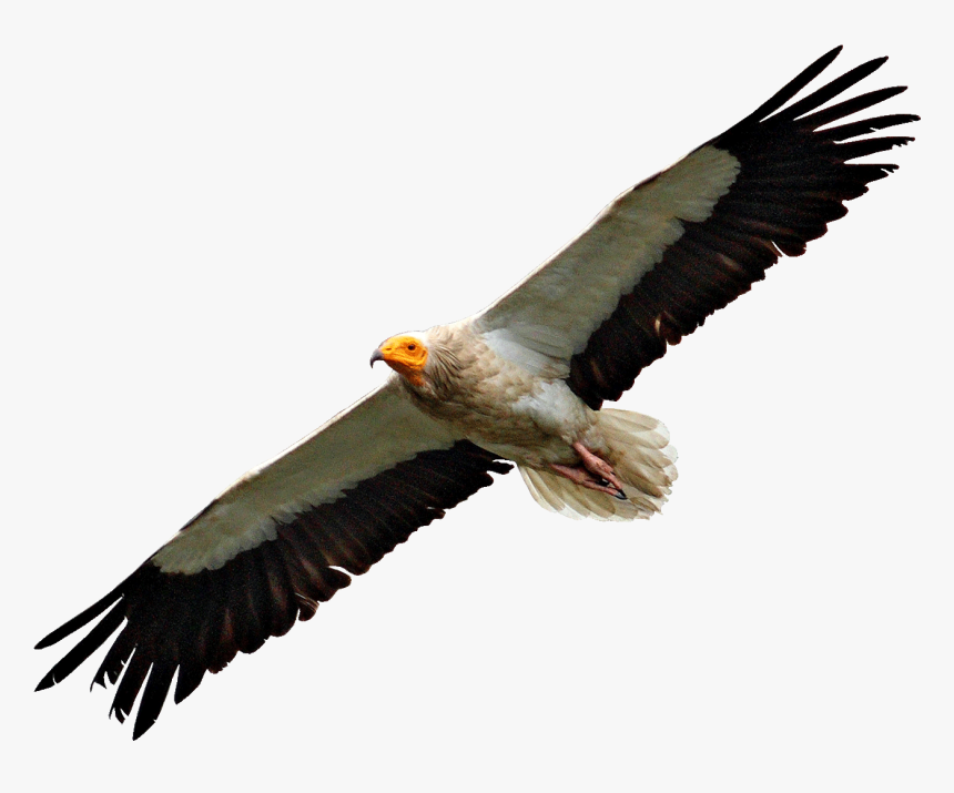 Egyptian Vulture Flying - Vulture Transparent, HD Png Download, Free Download