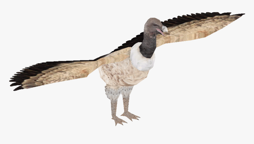 Indian Vulture , Png Download - Turkey, Transparent Png, Free Download