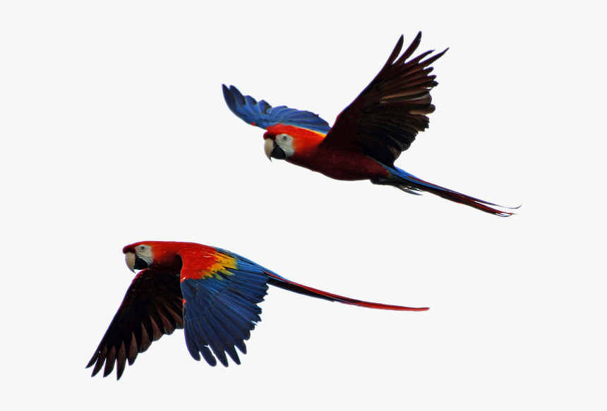 parrot flying png