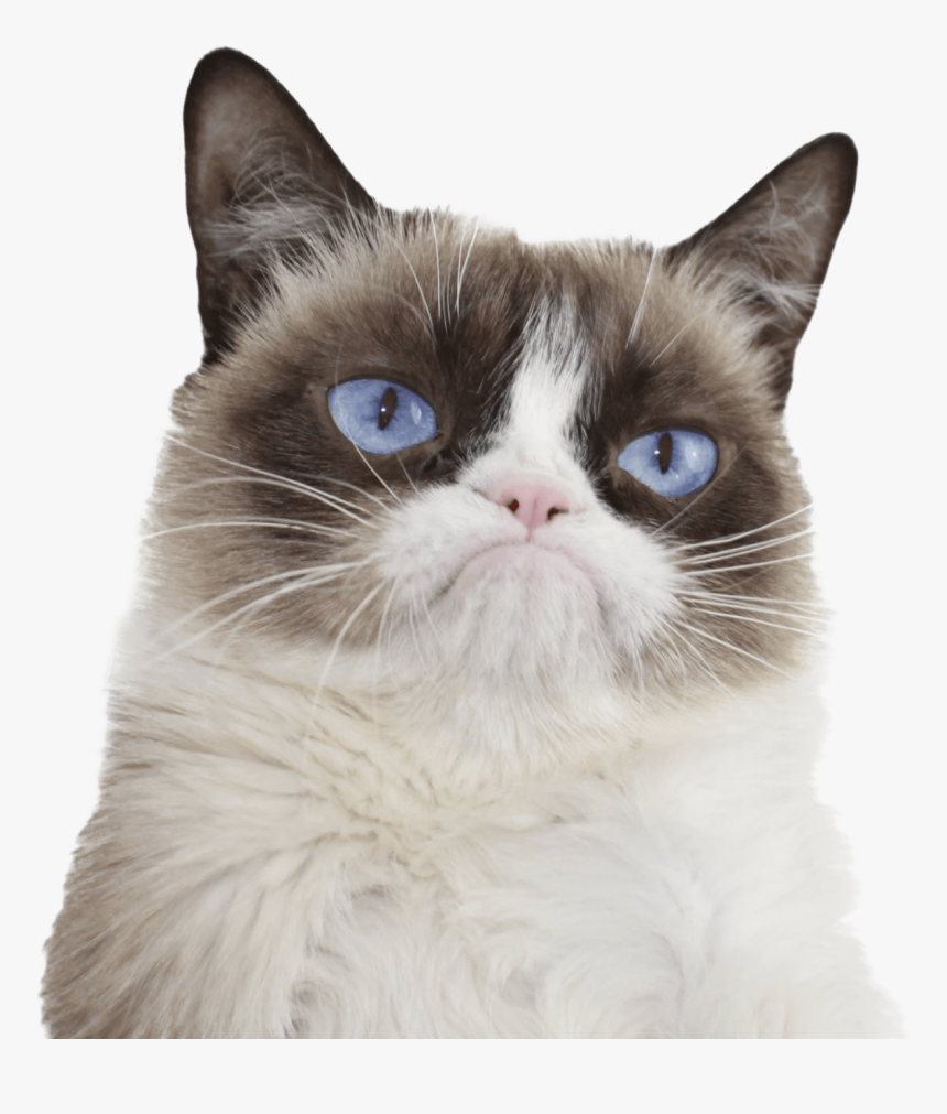 Grumpy Cat Ojos Azules - Grumpy Cat, HD Png Download, Free Download