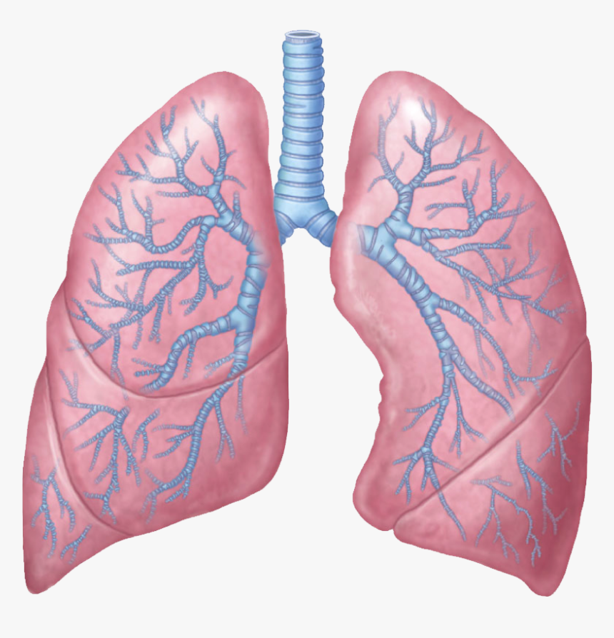 Gifs Y Fondos Paz - Lungs Png, Transparent Png, Free Download