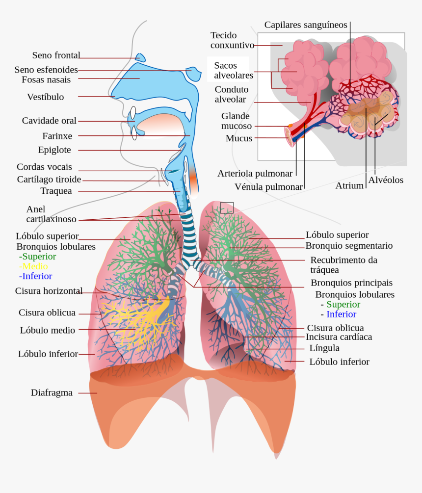 Respiratory System Diagram Complex, HD Png Download, Free Download