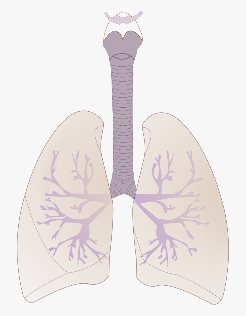 Transparent Pulmones Png - Illustration, Png Download, Free Download