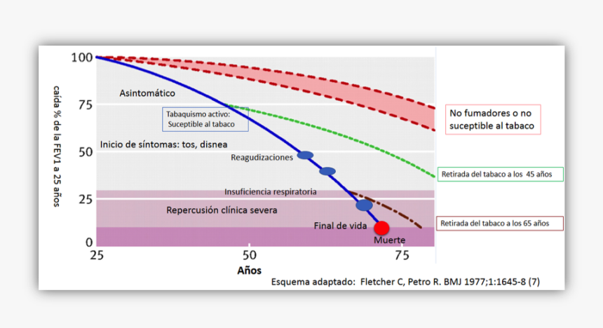 La Función Pulmonar Se Reduce Desde La Adolescencia - Lung, HD Png Download, Free Download