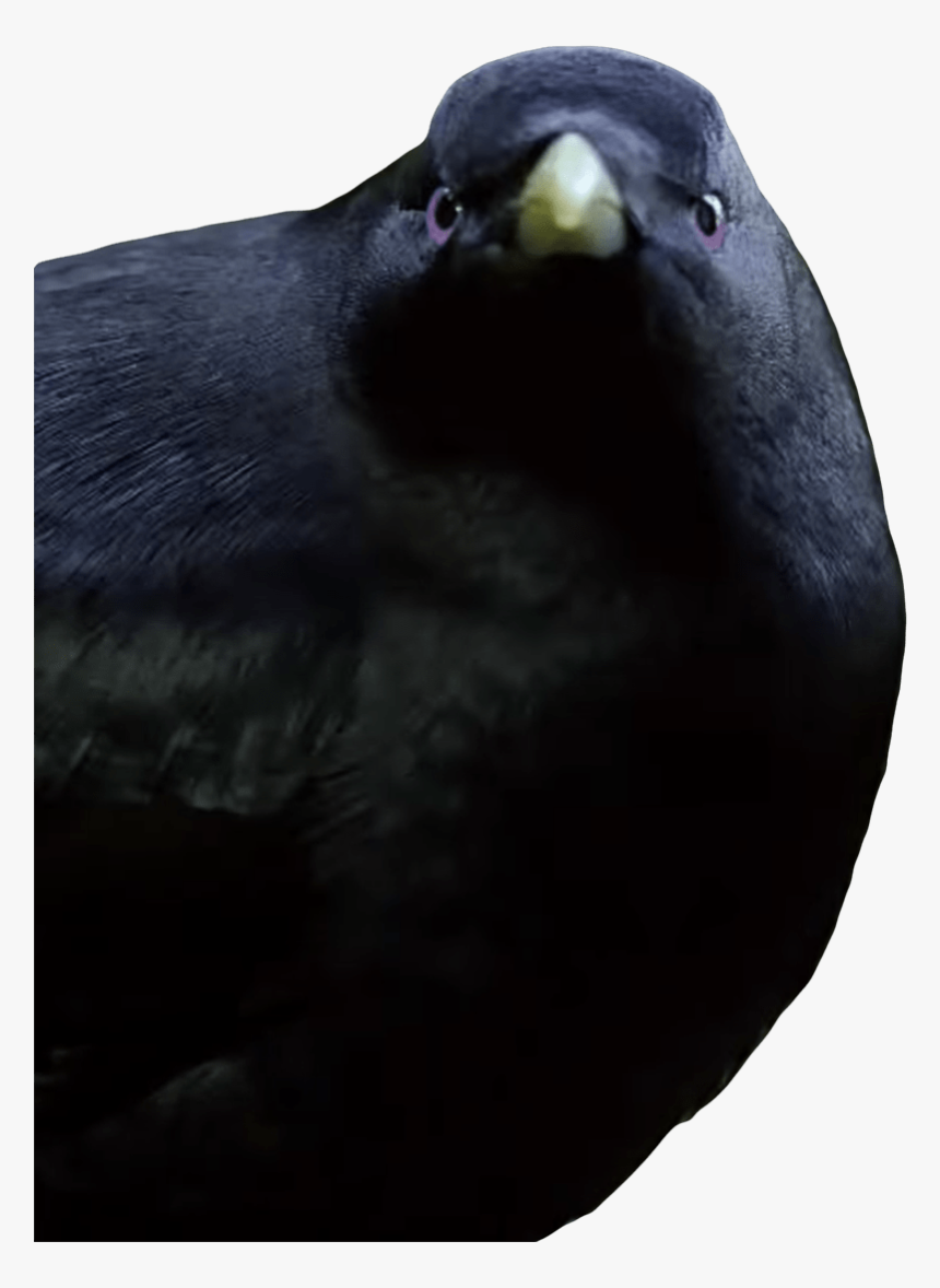 Lemme Smash Bird - Lemme Smash Bird Png, Transparent Png, Free Download