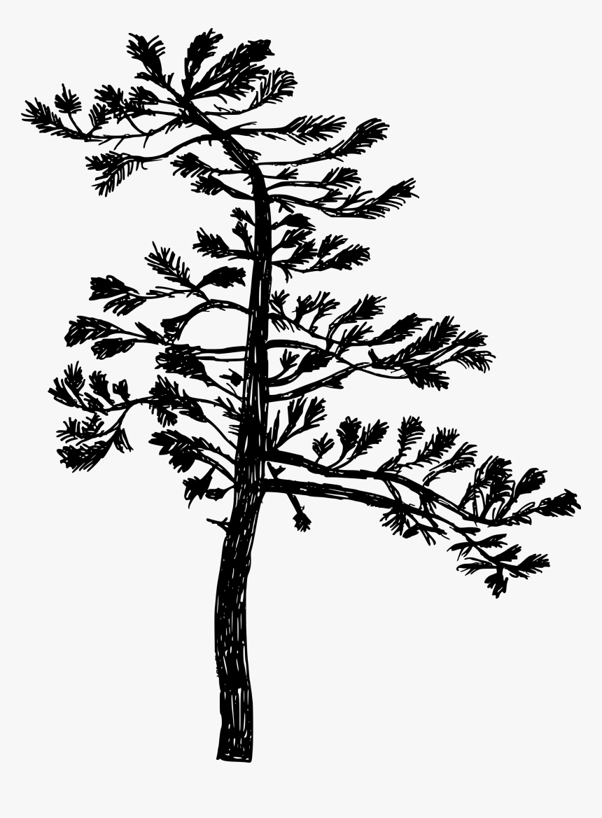 Pond Pine - Silhowtte Drawing, HD Png Download, Free Download