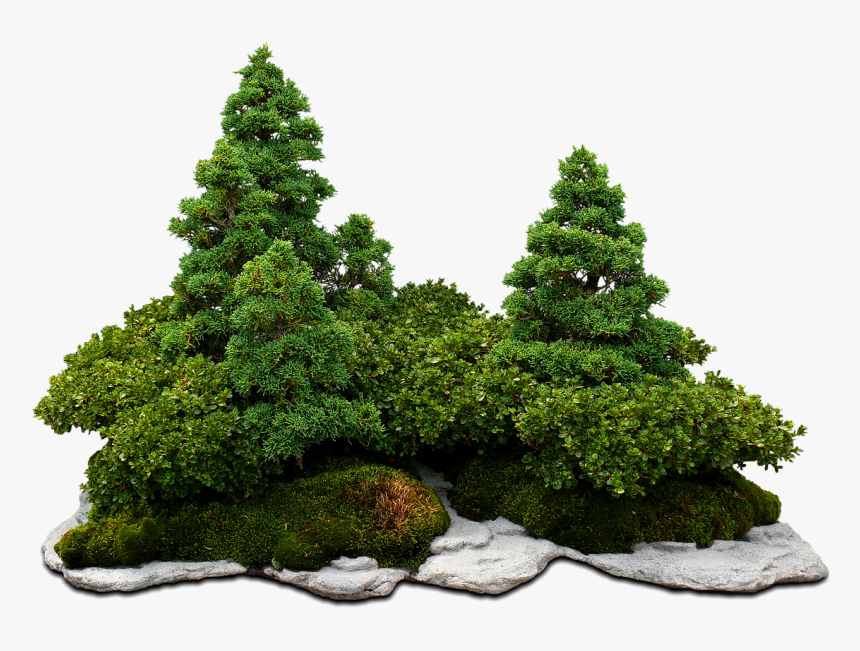 Bonsai Tree With Transparent Background, HD Png Download, Free Download