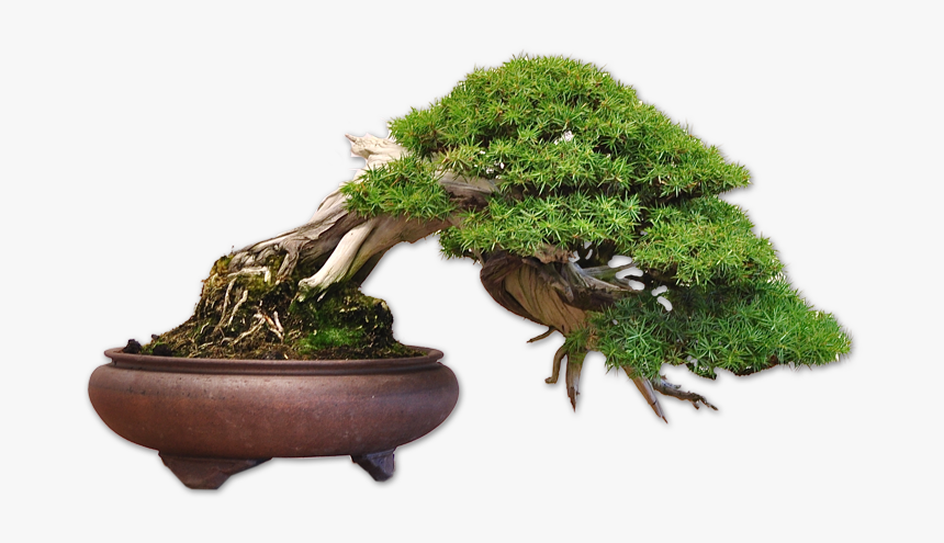 Dragon Tree Bonsai