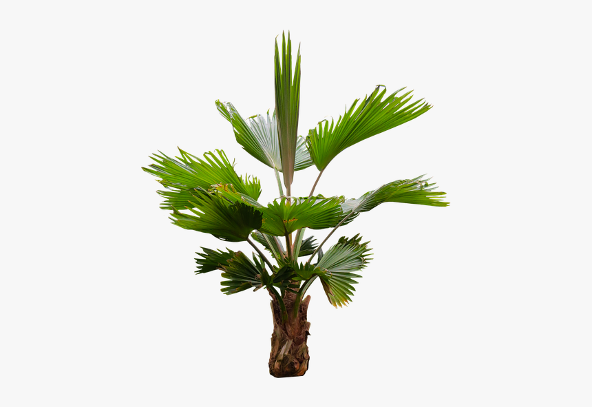 Nature, Tree, Palm, Isolated, Palm Fronds, Exotic - Fronda De Arboles Png, Transparent Png, Free Download