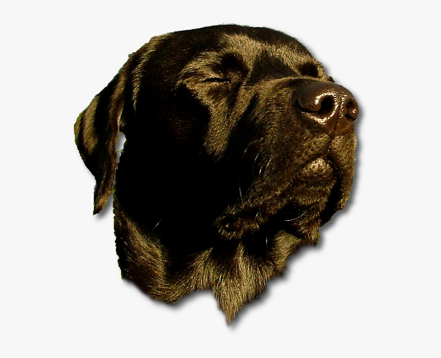 Dog Head Png - Let Us Pray Meme, Transparent Png, Free Download