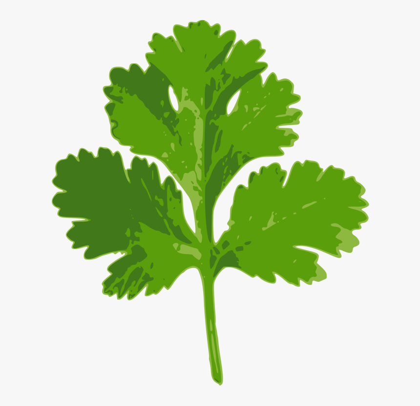 Plant,leaf,food - Dhaniya Ke Fayde In Urdu, HD Png Download, Free Download