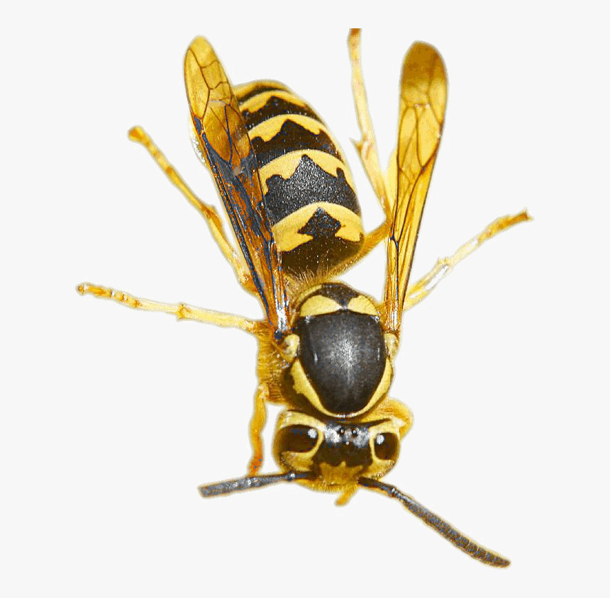 wasp-png-pic-wasp-meaning-in-hindi-transparent-png-kindpng