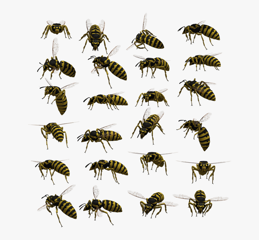 Wasp, Yellowjacket, Hornet, Insect, Bug, Isolated - スズメバチ の シルエット, HD Png Download, Free Download