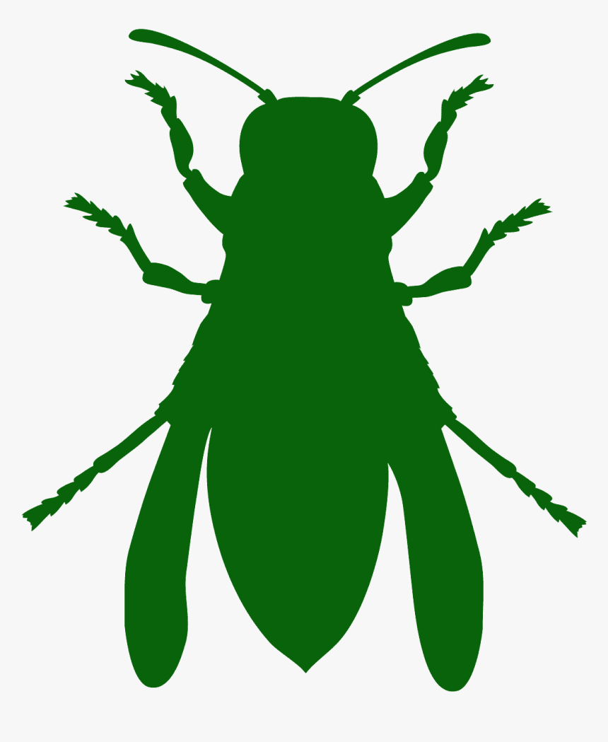 Weevil, HD Png Download, Free Download