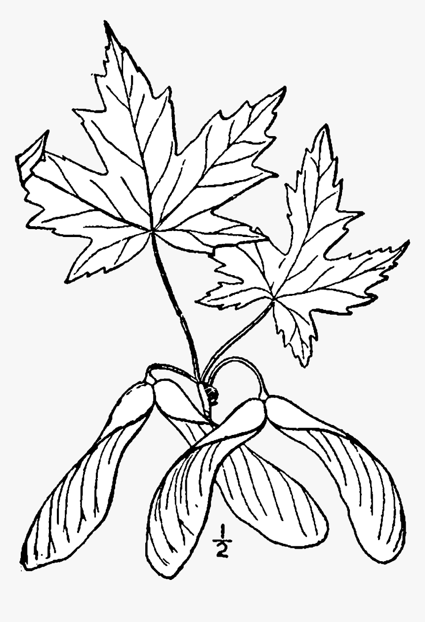 Acer Saccharinum Drawing - Maple Leaf, HD Png Download, Free Download