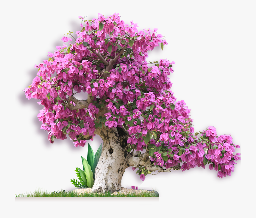 Information Form Just Fill Out The Request Form Before - Bougainvillea, HD Png Download, Free Download