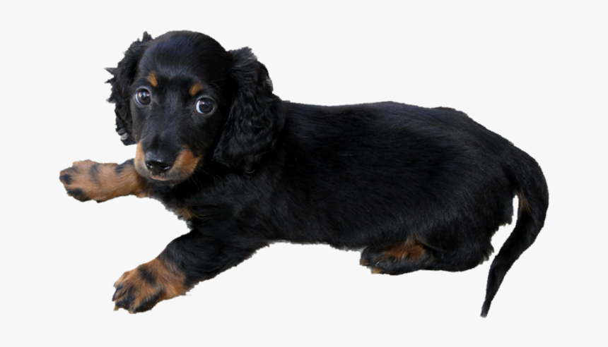 Long Haired Dachshund Puppy P - Weiner Dogs Long Hair, HD Png Download, Free Download