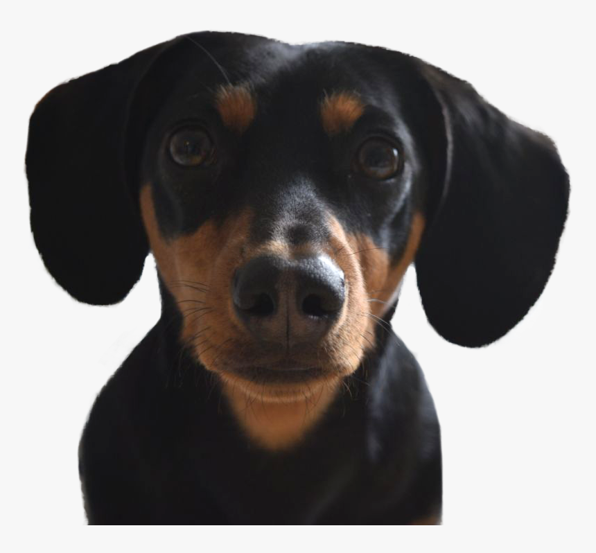 Dachshund Clipart Black Tan Dachshund - Austrian Black And Tan Hound, HD Png Download, Free Download