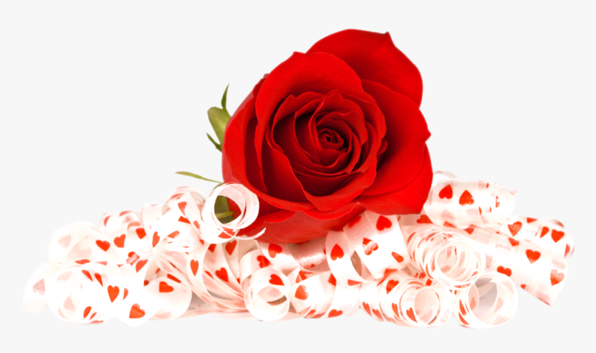 Transparent Background Rose Png, Png Download, Free Download