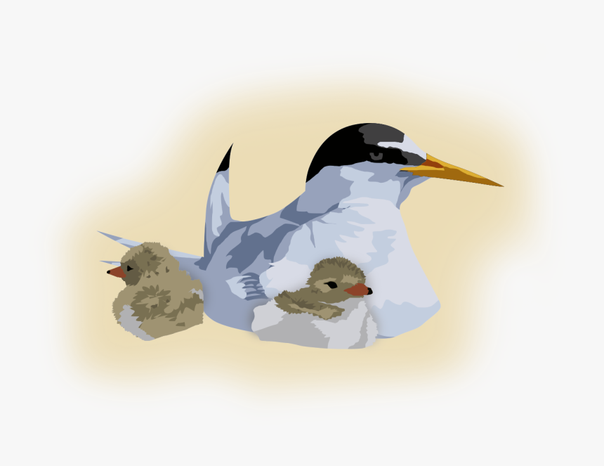 Transparent Chick Png - Arctic Tern, Png Download, Free Download