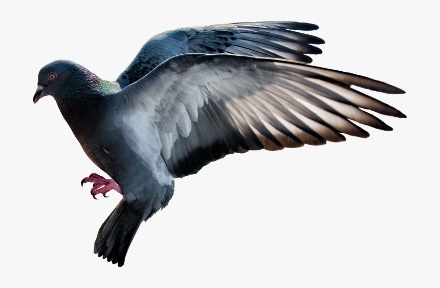 Transparent Doves Flying Png - Bird, Png Download, Free Download