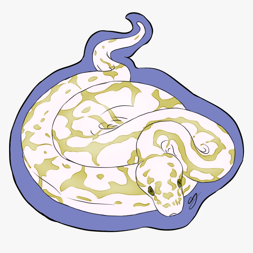 The Ball Python - Illustration, HD Png Download - kindpng