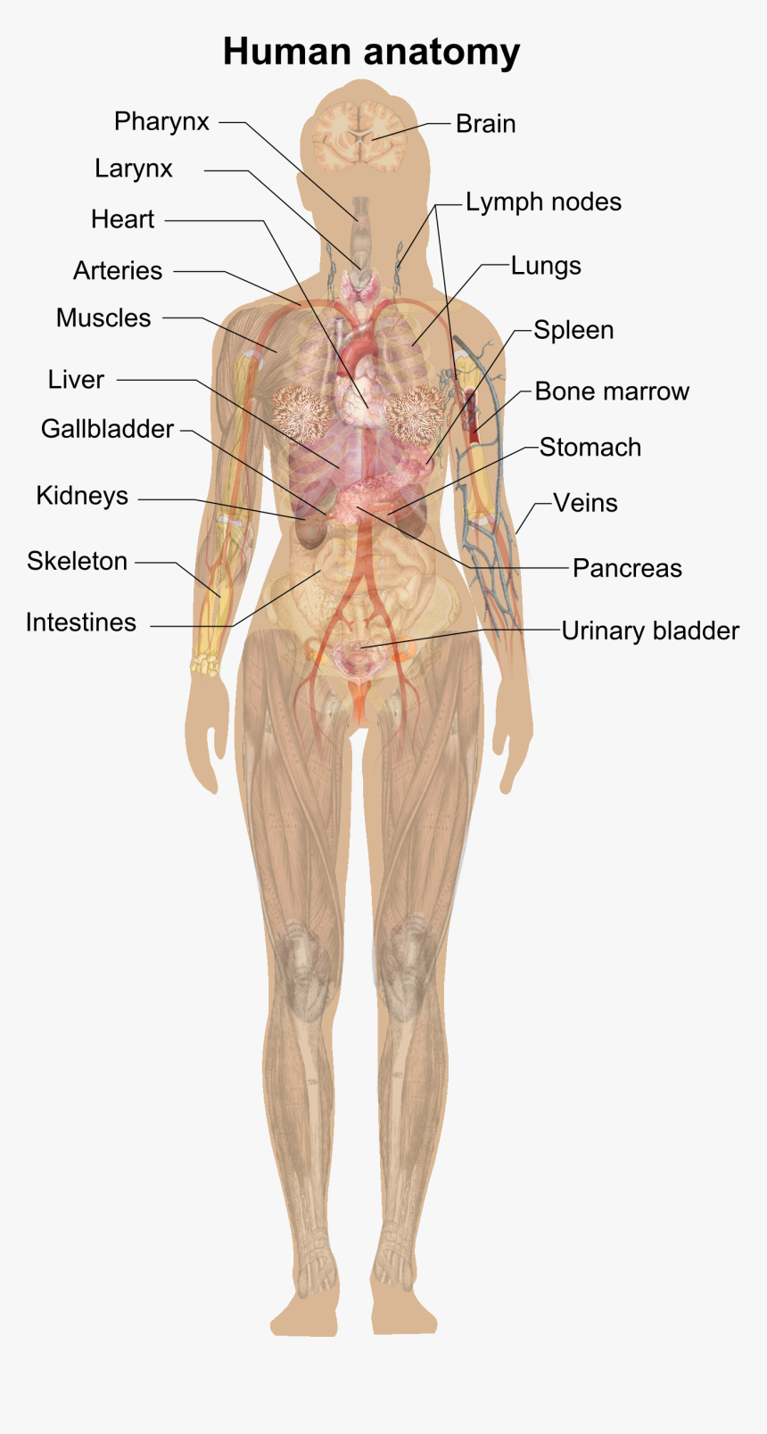 Female Shadow Anatomy - Human Anatomy Without Labels, HD Png Download, Free Download