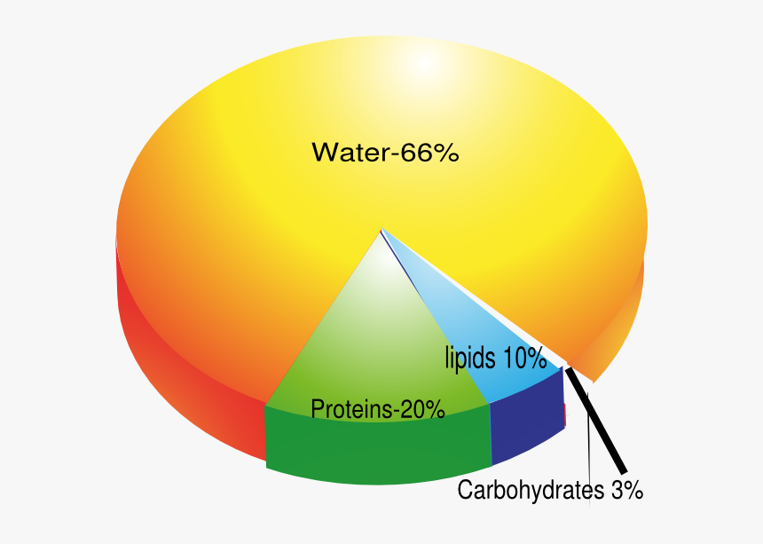 Molecular Composition Of Body, HD Png Download, Free Download