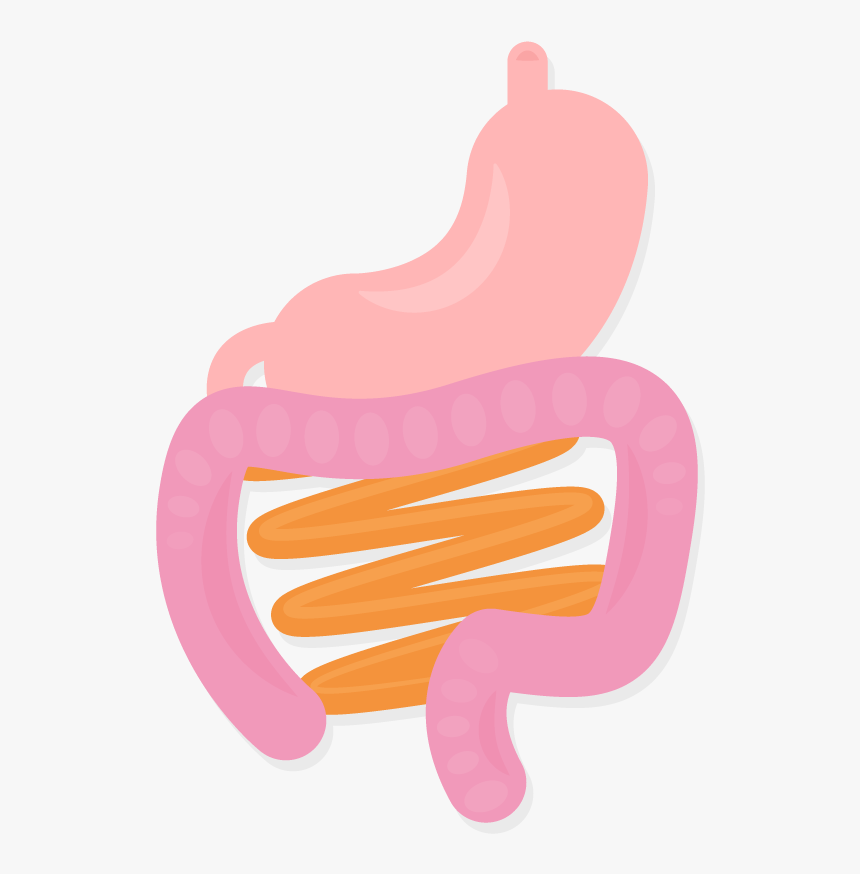 Stomach Intestines Organs Body Gi System Vector Illustration - Illustration, HD Png Download, Free Download