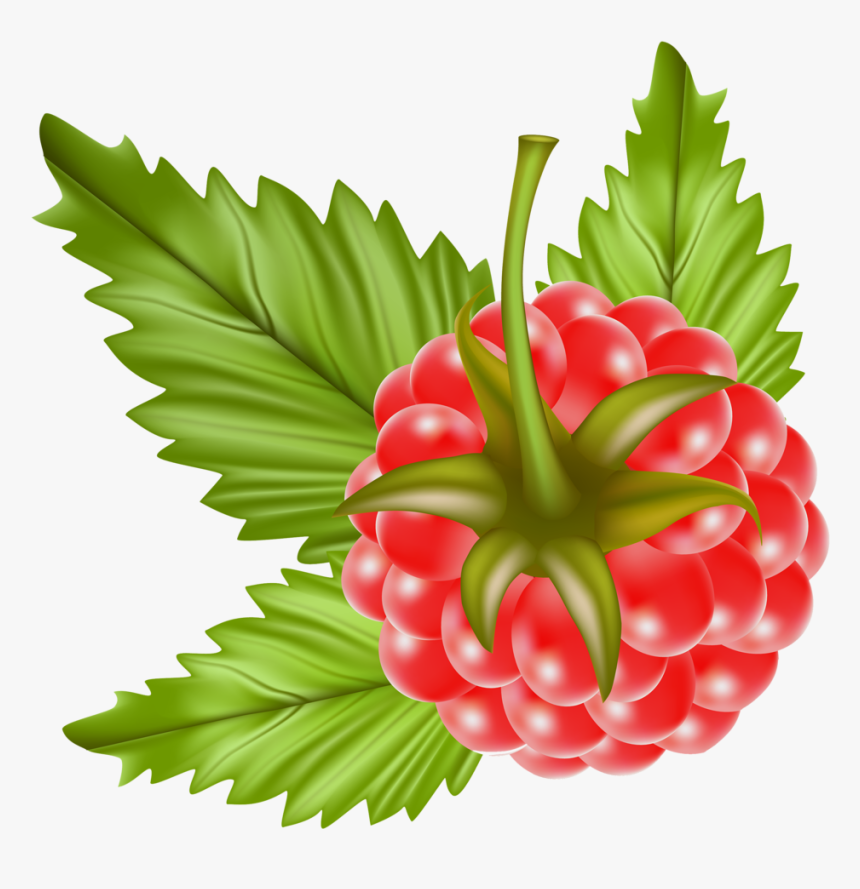 Raspberry Plant Leaf Transparent, HD Png Download, Free Download