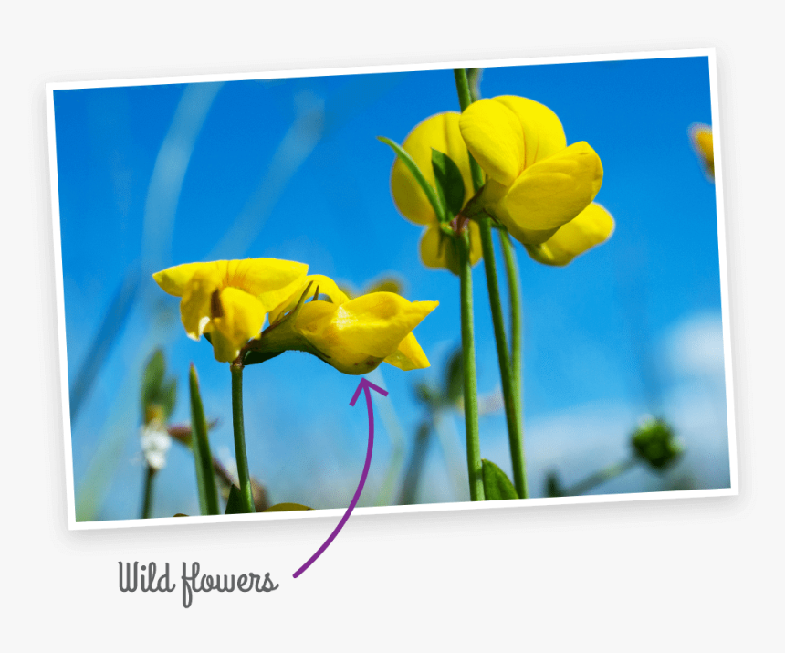 Wild Flowers - Tulip, HD Png Download, Free Download